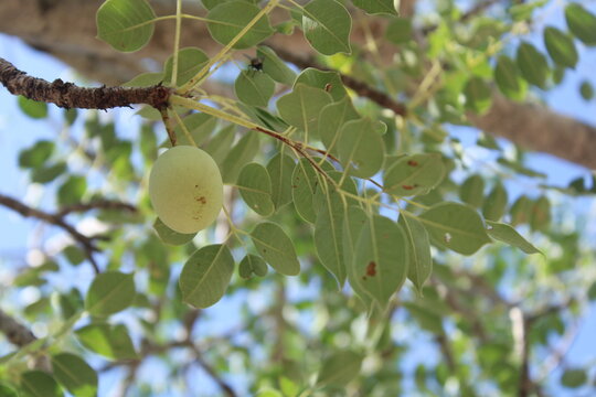 marula tree fruits in South Africa
