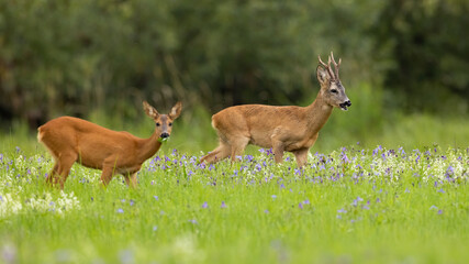 Obraz premium Two roe deer, capreolus capreolus, pasturing in wildflowers in summer nature. Pair of brown animals walking on meadow in mating season. Buck and doe looking on grassland.