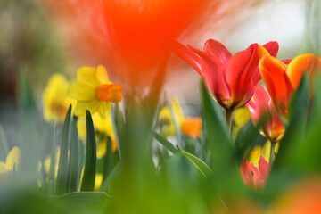 Fototapeta premium Rote Tulpen im Beet