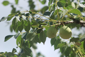 marula tree fruits in South Africa