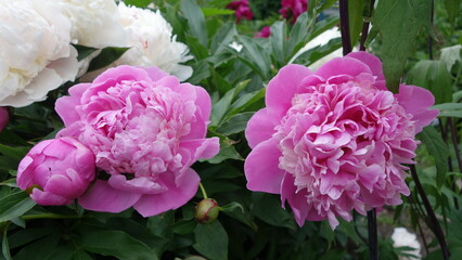 pink and white peonies with green leaves