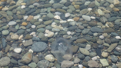 Jellyfish in the sea with sea stones