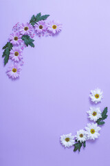 Fototapeta premium chrysanthemums flowers on purple paper background