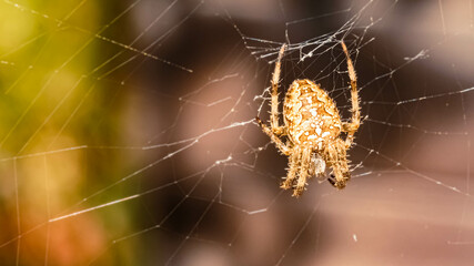 Macro of Araneus diadematus, cross spider, waiting for prey in its net