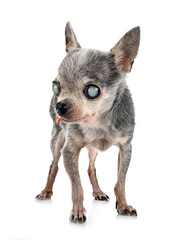 blind old chihuahua