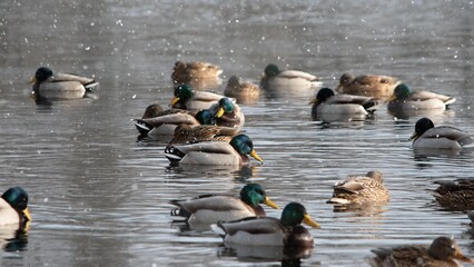 Stado krzyżówek pływające po jeziorze w padającym śniegu © Meija