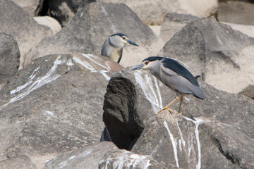 Dwa ptaki ślepowrony siedzące blisko na dużych kamieniach