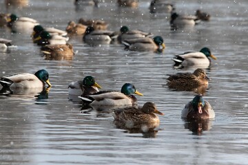 Kaczki krzyżówki w stadzie pływają po stawie w padającym śniegu © Meija