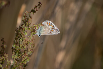 Motyl modraszek ikar siedzi na roślinie na brązowym tle łąki - obrazy, fototapety, plakaty