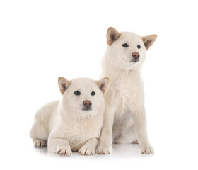 white shiba inus in studio