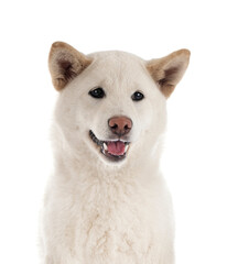 white shiba inu in studio