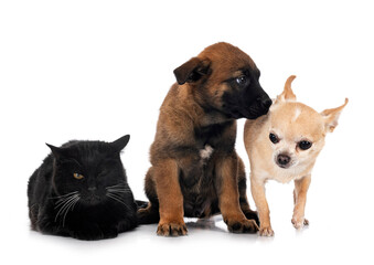 puppy malinois and cat in studio