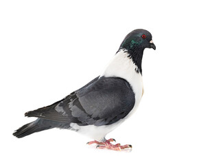 Strasser pigeon in studio