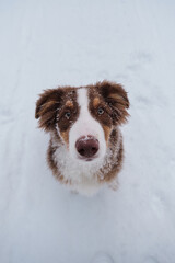 Aussie red tricolor is young dog with green eyes and white stripe on muzzle. Chocolate nose and smart eyes. Portrait of Australian Shepherd puppy in snowy winter close up.
