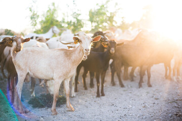 Goat Herder, Mojacar, Andalucia, Almeria, Spain