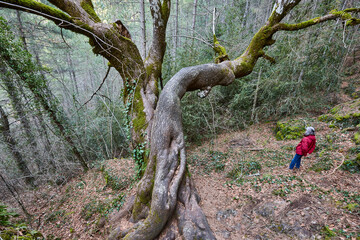 Lime tree with moss in a forest. Hoz del Beteta. Cuenca. Spain