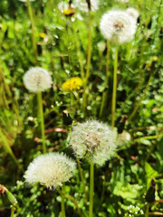 Top view of a common dandelion Taraxacum officinale, a flowering herbaceous perennial plant of the family Asteraceae. The round ball of silver tufted fruits is called a blowball or clock.