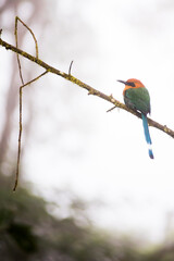 Bird in the Choco Rainforest, Ecuador. This area of jungle is the Mashpi Cloud Forest in the Pichincha Province of Ecuador, South America