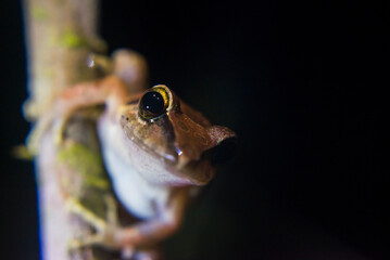 Frog in the Choco Rainforest at night, Ecuador. This area of jungle is the Mashpi Cloud Forest in...