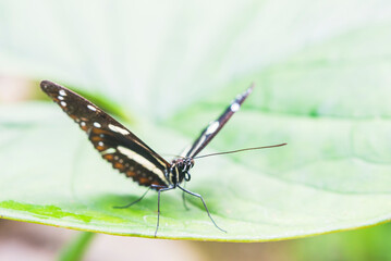 Butterfly, Mashpi Cloud Forest, Choco Rainforest, Ecuador, South America