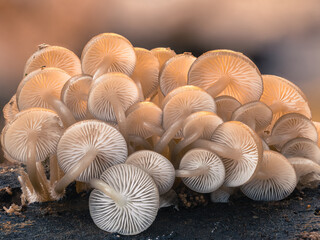 Detailreiche Aufnahme unter die Kappen von eng beieinander wachsenden verschlungenen Pilzen. Die Pilzkappen werden von orangenen Licht durchleuchtet.