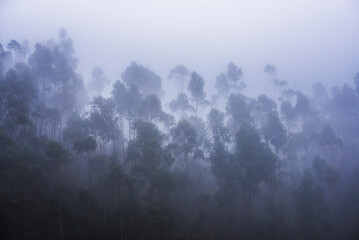 Misty forest landscape, Hacienda Zuleta, Imbabura, Ecuador, South America