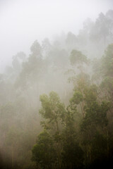 Fototapeta na wymiar Misty forest landscape, Hacienda Zuleta, Imbabura, Ecuador, South America