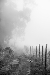 Misty path at Hacienda Zuleta, Imbabura, Ecuador, South America