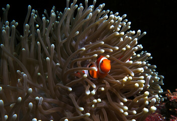 A False clown anemonefish in anemone Cebu Philippines - obrazy, fototapety, plakaty