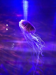 jellyfish in aquarium
