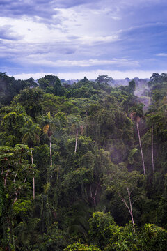 Amazon Rainforest At Sacha Lodge, Coca, Ecuador, South America