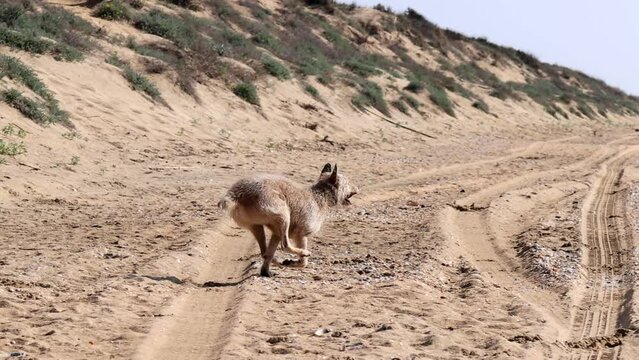 A Funny dog is playing on the beach with a tennis ball on a sunny day.