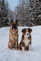 Fototapeta na wymiar Two purebred dogs. Aussie red tricolor with funny shaggy ears. Portrait of Australian Shepherd puppy in snow next to German Shepherd on winter forest road. Mans best friends.