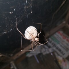 Spider with Spider Egg.