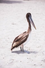Peruvian Pelican (Pelecanus Thagus), Paracas, Ica, Peru, South America