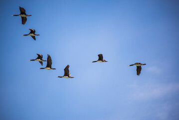 Guanay cormorant or shag (Phalacrocorax or Leucocarbo bougainvillii) birds flying, Ballestas Islands, Paracas, Peru, South America