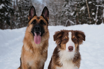 Two purebred dogs. Aussie red tricolor with funny shaggy ears. Portrait of Australian Shepherd puppy in snow next to German Shepherd on winter forest road. Mans best friends.