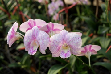 White orchid flowers on branch blooming and blur background. Light pink parallel lines on the petal.