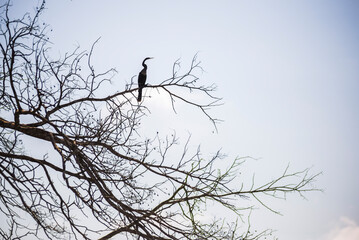 Bird sihouetted at Sandoval Lake, Tambopata National Reserve, Amazon Jungle of Peru, South America