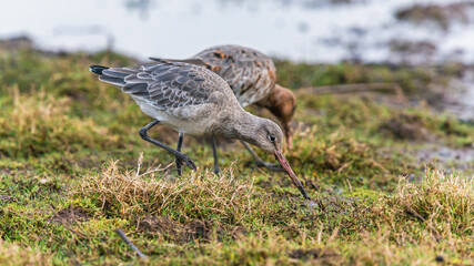 Black-tailed Godwit, Limosa limosa in environment