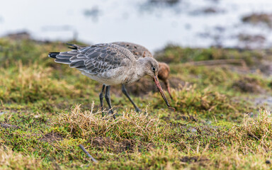 Black-tailed Godwit, Limosa limosa in environment