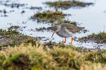 Common Redshank, Tringa totanus in habitat
