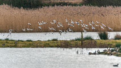 Pied Avocets in a flight over Marshland