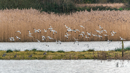 Pied Avocets in a flight over Marshland