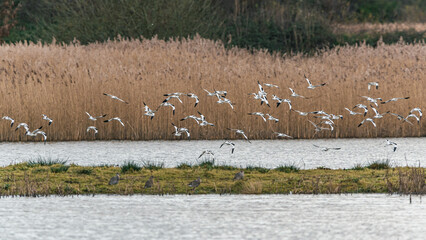 Pied Avocets in a flight over Marshland