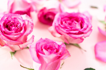 Fototapeta premium Pink roses
