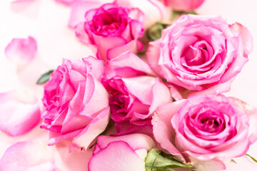 Pink roses