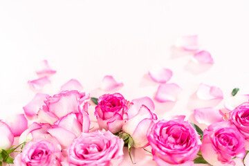 Pink roses