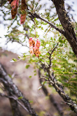 Fauna on Inca Trail day 1, Cusco Region, Peru, South America