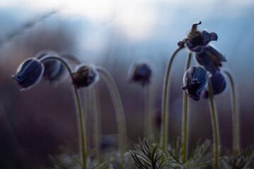 spring flowers in bloom.
Unusual flowering of sleep-grass